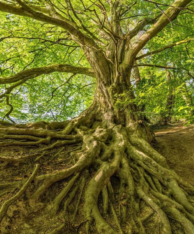 Tree with extensive roots